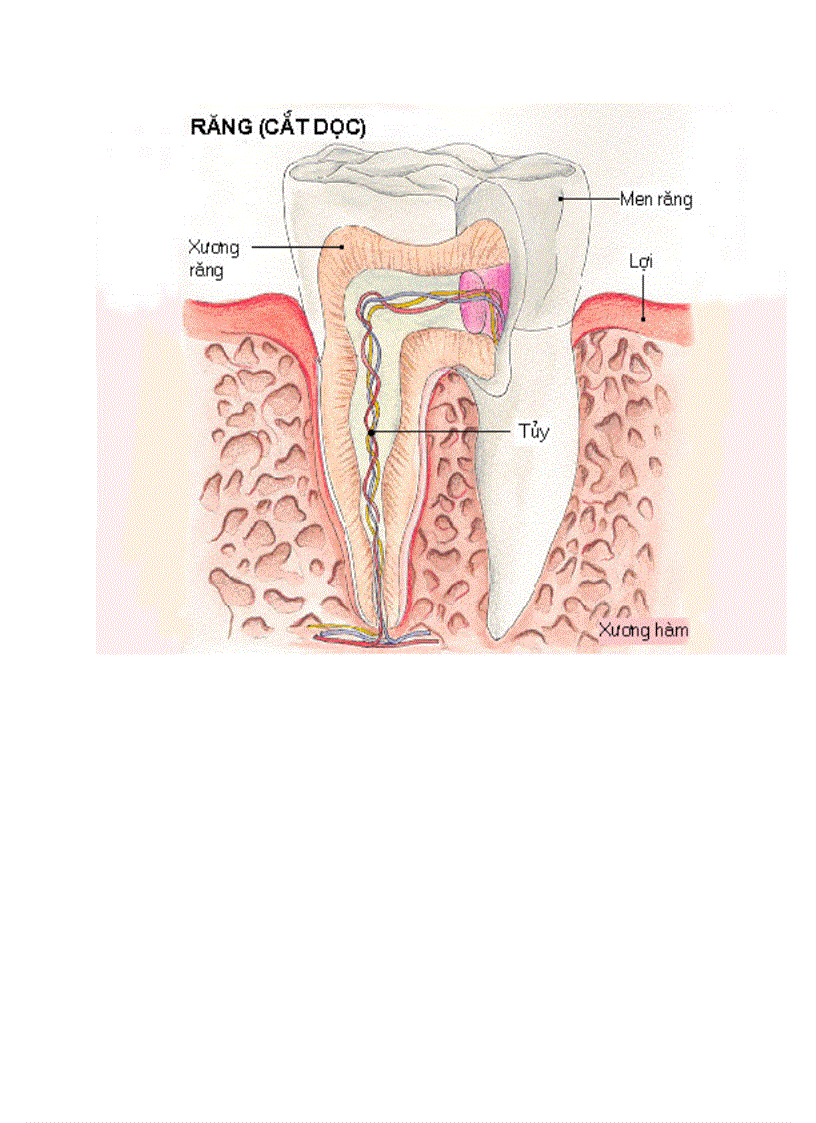 Hinh ảnh về hệ tiêu hoá