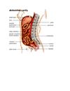 Hinh ảnh về hệ tiêu hoá