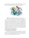 Enzyme Lipase