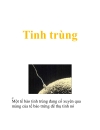 Tinh trung