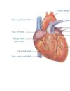 Đồ dùng trực quan toàn bộ hình sinh