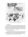 Giải phẩu thực vật