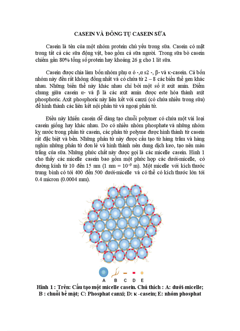 Casein và đông tụ casein sữa