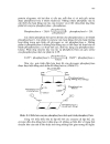 Cn enzyme protein p3 1