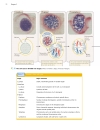 Genetics A conceptual approach 3rd edition