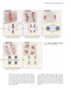 Genetics A conceptual approach 3rd edition