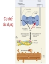 Sinh lý cơ song ngữ việt anh