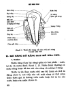 SCAN Chuyên đề bệnh răng hàm mặt