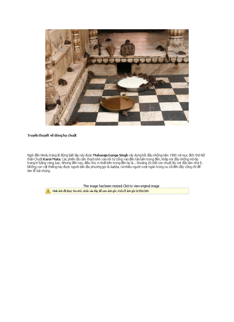 Đi thăm đền thờ Chuột ở Ấn Độ