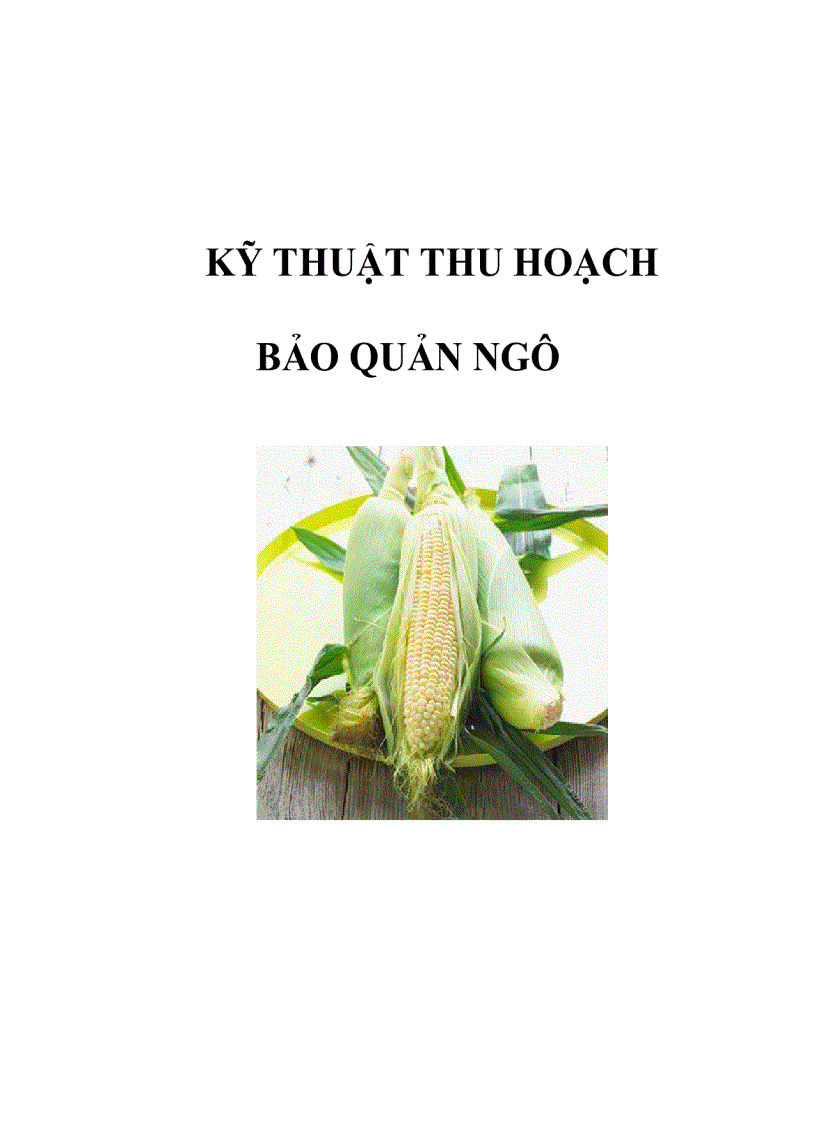 Kỹ thuật thu hoạch bảo quản ngô