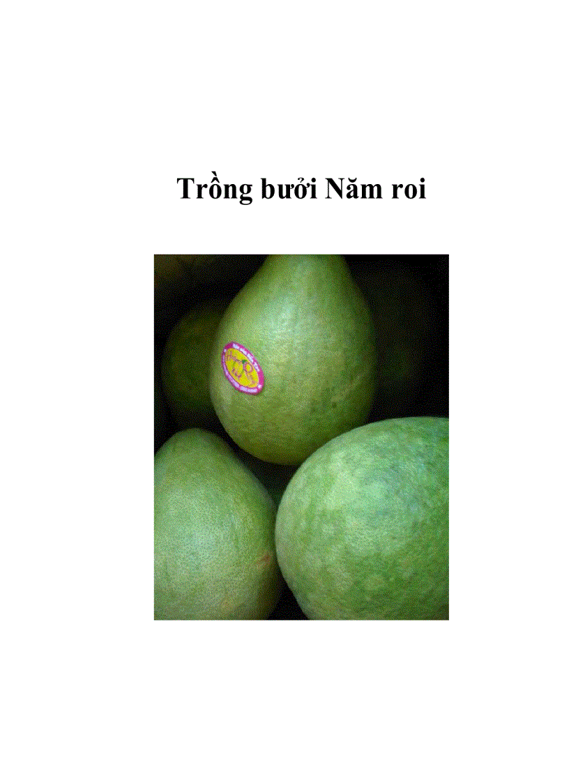 Trồng bưởi Năm roi