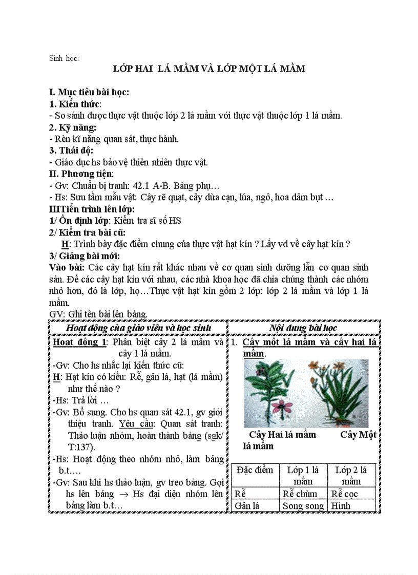 Sinh học LỚP HAI LÁ MẦM VÀ LỚP MỘT LÁ MẦM