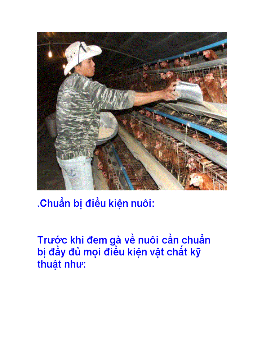 Kỹ thuật nuôi gà