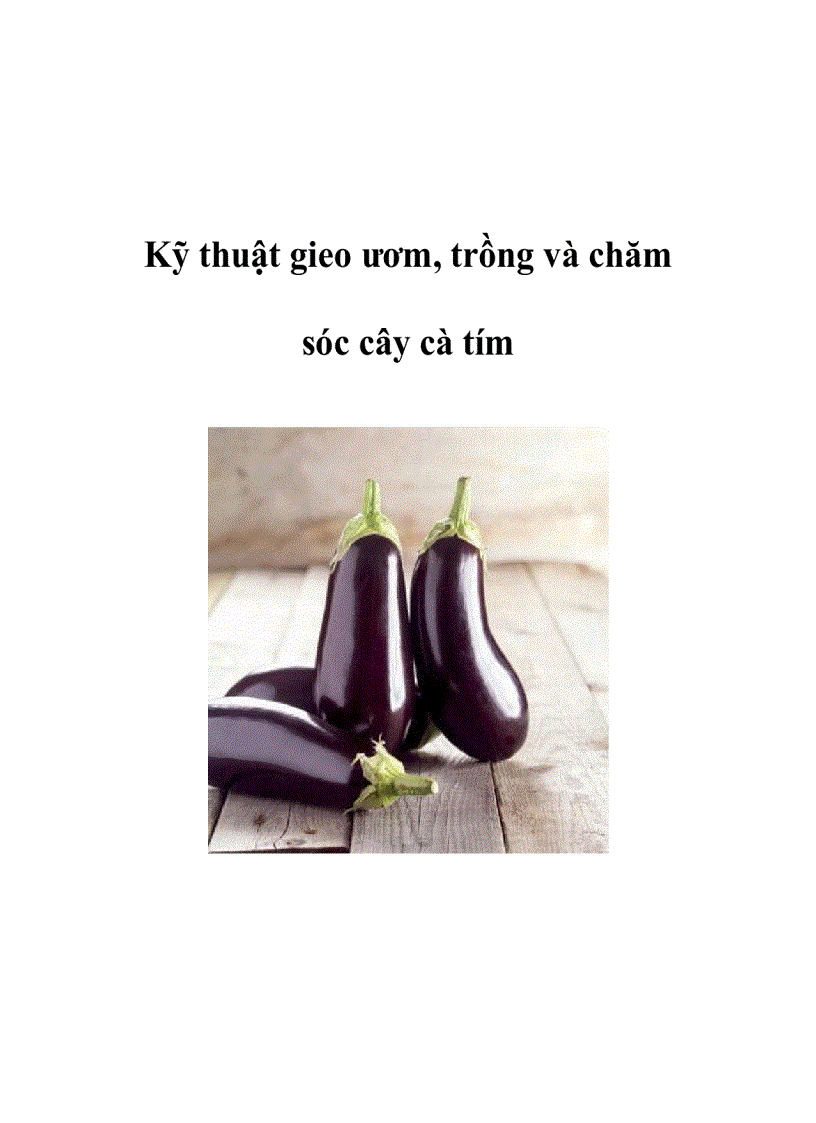 Kỹ thuật gieo ươm trồng và chăm sóc cây cà tím