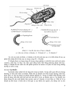 Cơ sở lý thuyết về kỹ thuật vi sinh vật