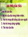 Tìm hiểu về vai trò của tảo