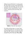 Vaccine cúm gia cầm