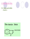 Chuyên đề 2 Auxin thuốc kích thích tăng trưởng thực vật