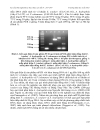 Ứng dụng qui trình pcr đa mồi phát hiện đồng thời ba loài vi khuẩn Edwardsiella ictaluri Aeromonas hydrophila và Flavobacterium columnare