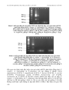 Ứng dụng qui trình pcr đa mồi phát hiện đồng thời ba loài vi khuẩn Edwardsiella ictaluri Aeromonas hydrophila và Flavobacterium columnare