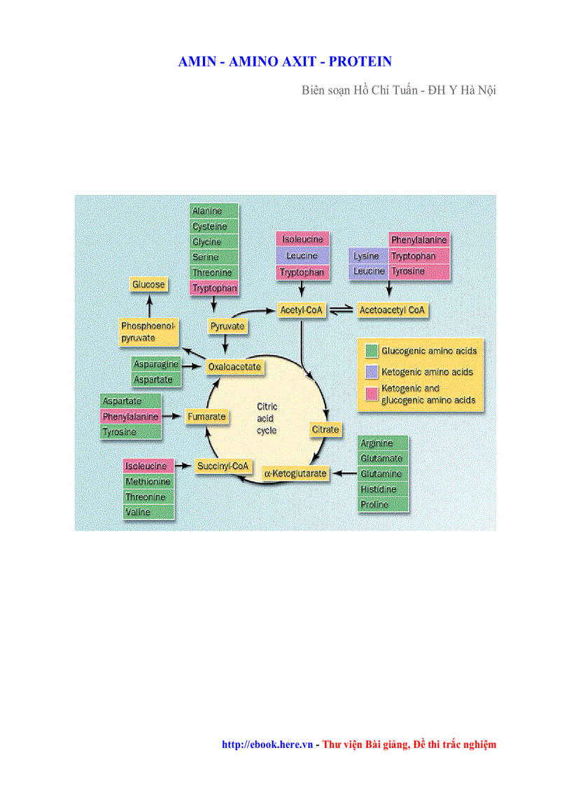 Amin Amino Axit Protein HÓA 2010 Hồ Chí Tuấn