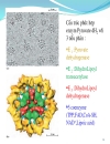 Biochemistry