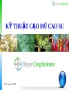 Kỹ thuật cạo mũ cao su 1