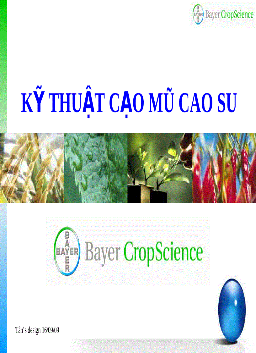 Kỹ thuật cạo mũ cao su 1