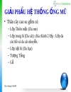 Kỹ thuật cạo mũ cao su 1