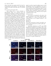 Báo cáo y học Controlling Osteogenesis and Adipogenesis of Mesenchymal Stromal Cells by Regulating A Circadian Clock Protein with Laser Irradiation