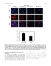 Báo cáo y học Controlling Osteogenesis and Adipogenesis of Mesenchymal Stromal Cells by Regulating A Circadian Clock Protein with Laser Irradiation