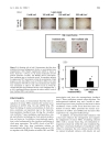 Báo cáo y học Controlling Osteogenesis and Adipogenesis of Mesenchymal Stromal Cells by Regulating A Circadian Clock Protein with Laser Irradiation