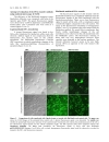 Báo cáo y học BioShuttle mediated Plasmid Transfer