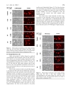 Báo cáo y học TMZ BioShuttle a reformulated Temozolomide