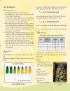 Technical Guide on Post harvest of Banana