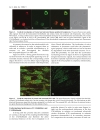 Báo cáo y học HIV 1 Capsid Assembly Inhibitor CAI Peptide Structural Preferences and Delivery into Human Embryonic Lung Cells and Lymphocyte