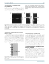 Báo cáo y học Monoclonal Antibodies against Nucleophosmin Mutants Potentials for the Detection of Acute Myeloid Leukemia