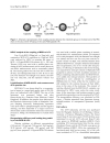 Báo cáo y học Preparation of RGD modified Long Circulating Liposome Loading Matrine and its in vitro Anti cancer Effects