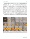 Báo cáo y học Effects of Expanded Human Adipose Tissue Derived Mesenchymal Stem Cells on the Viability of Cryopreserved Fat Grafts in the Nude Mous