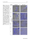 Báo cáo y học A cyclic RGD BioShuttle functionalized with TMZ by DARinv Click Chemistry targeted to αvβ3 integrin for therapy