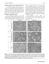 Báo cáo y học A cyclic RGD BioShuttle functionalized with TMZ by DARinv Click Chemistry targeted to αvβ3 integrin for therapy