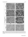 Báo cáo y học A cyclic RGD BioShuttle functionalized with TMZ by DARinv Click Chemistry targeted to αvβ3 integrin for therapy