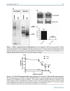 Báo cáo y học Parvovirus B19 Nonstructural Protein Induced Damage of Cellular DNA and Resultant Apoptosis