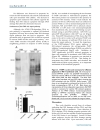 Báo cáo y học Parvovirus B19 Nonstructural Protein Induced Damage of Cellular DNA and Resultant Apoptosis