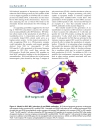 Báo cáo y học Parvovirus B19 Nonstructural Protein Induced Damage of Cellular DNA and Resultant Apoptosis