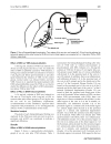 Báo cáo y học Effect of corticosteroids on phlebitis induced by intravenous infusion of antineoplastic agents in rabbits