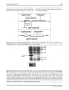 Báo cáo y học Expression of Human Globular Adiponectin Glucagon Like Peptide 1 Analog Fusion Protein and Its Assay of Glucose Lowering Effect In Vivo