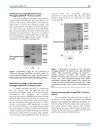 Báo cáo y học Expression of Human Globular Adiponectin Glucagon Like Peptide 1 Analog Fusion Protein and Its Assay of Glucose Lowering Effect In Vivo