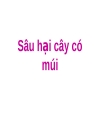 Các loài sâu hại cây ăn quả