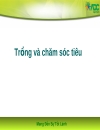 Kỹ thuật trồng và chăm sóc tiêu